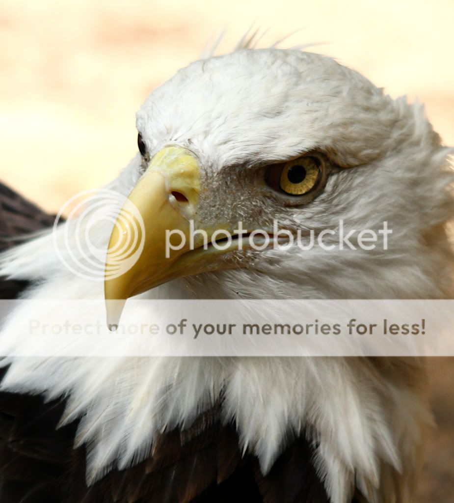 IMAGE: http://i319.photobucket.com/albums/mm467/Dave123123123/IMG_2999a.jpg