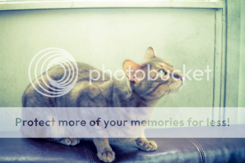 IMAGE: http://i319.photobucket.com/albums/mm471/bcstunter/Carl%20Zeiss%2050mm%20on%20canon%207D/IMG_0020.jpg