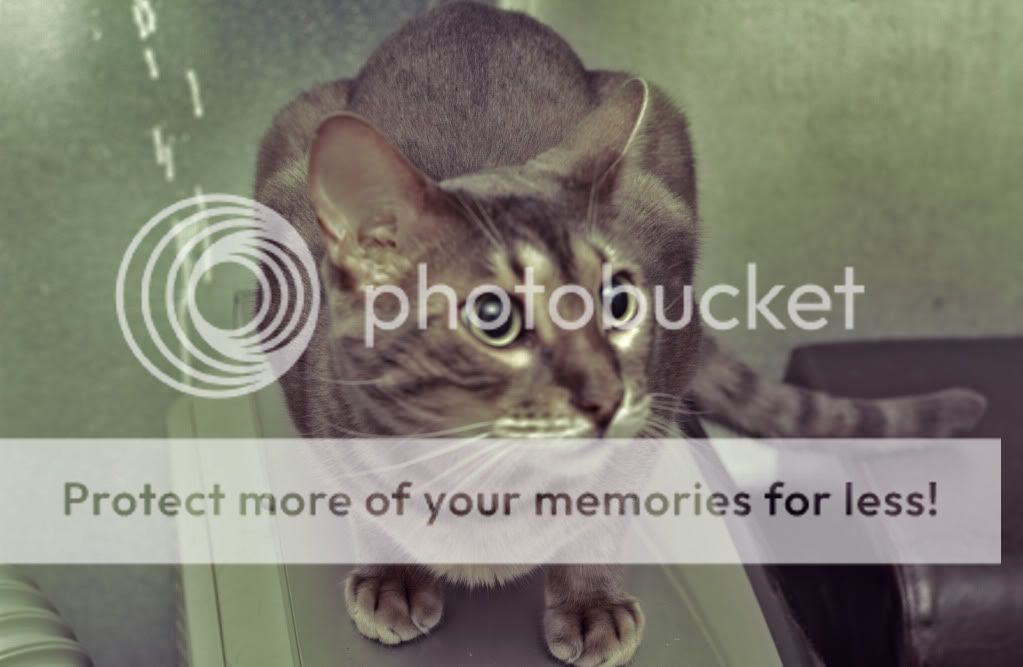 IMAGE: http://i319.photobucket.com/albums/mm471/bcstunter/Carl%20Zeiss%2050mm%20on%20canon%207D/renflash580exII.jpg