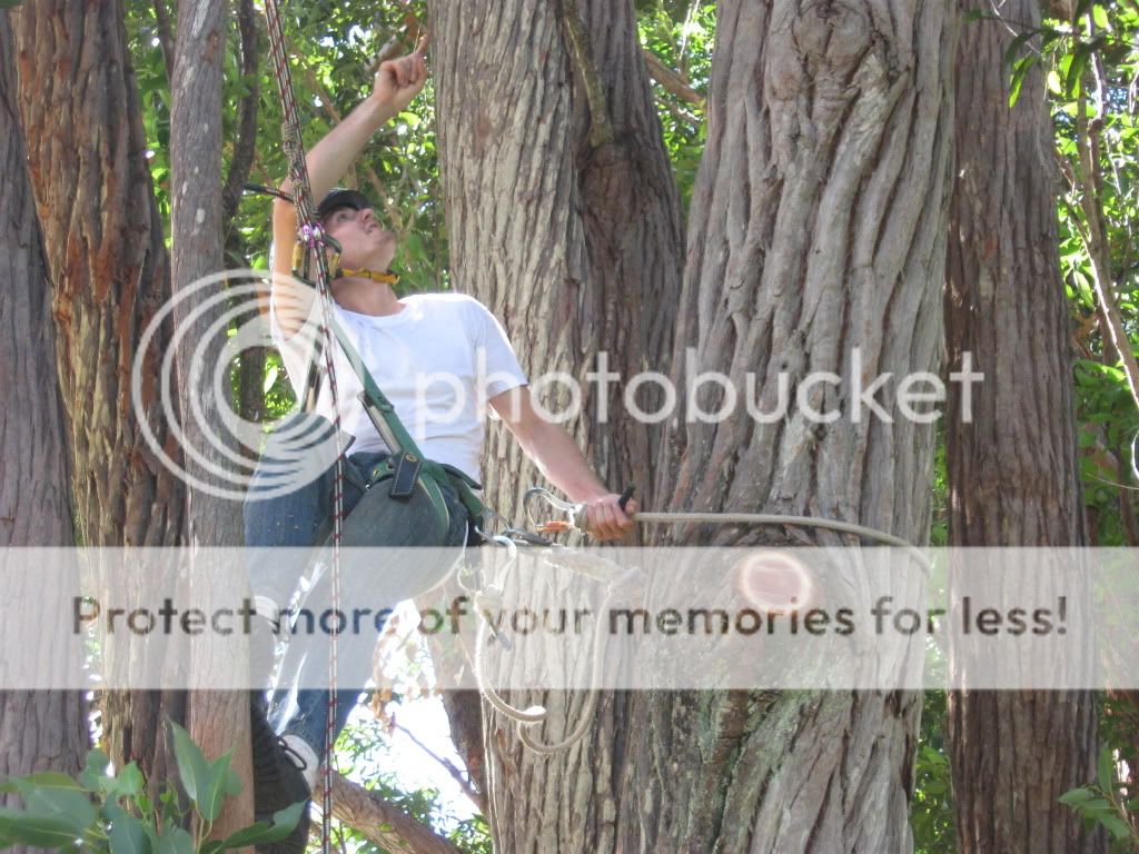 treeclimbing080.jpg