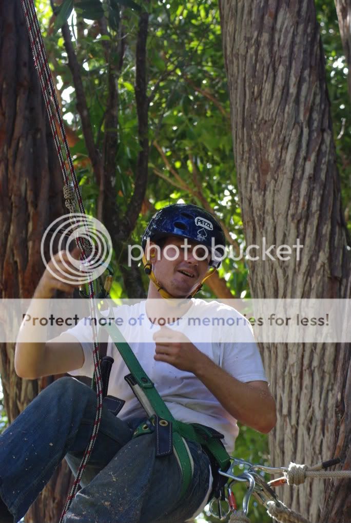 treeclimbing238.jpg